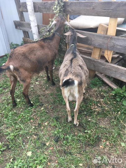 Козы дойные альпийская порода