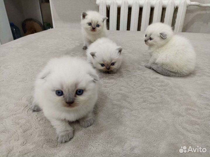 Кукольные шотландские детки