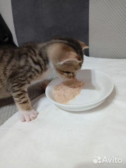 Котенок мальчик 1 месяц