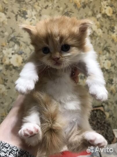 Котята