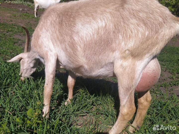 Породистые дойные козы, козлята 2 суток