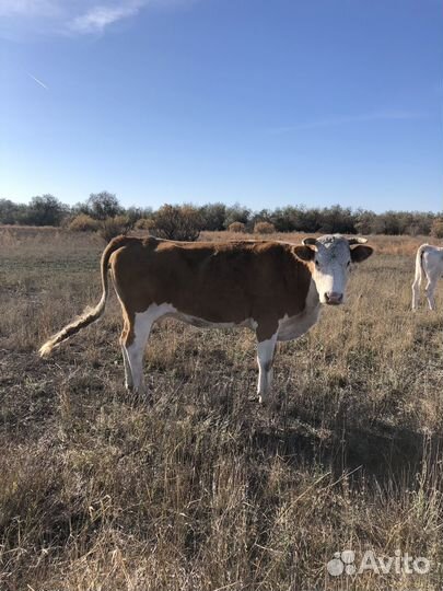 Коровы стельные