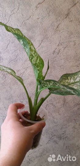 Диффа Удомсаб