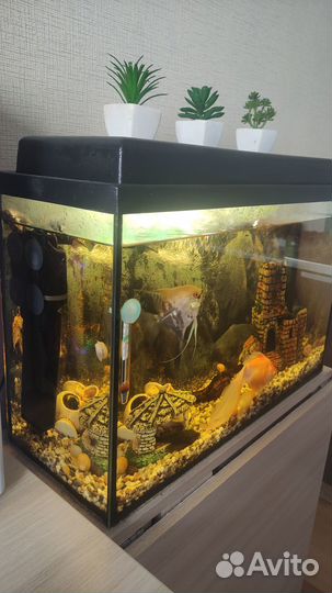 Аквариум с рыбками
