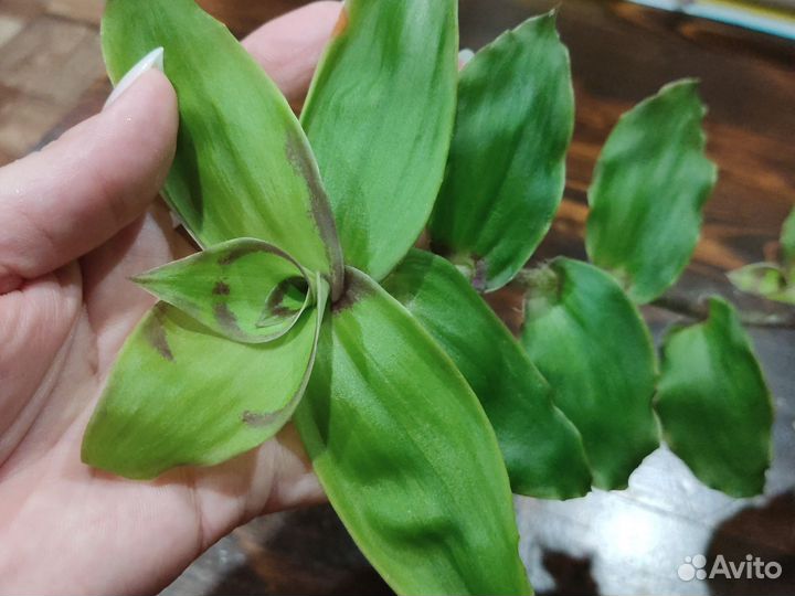 Коллизия Конгеста