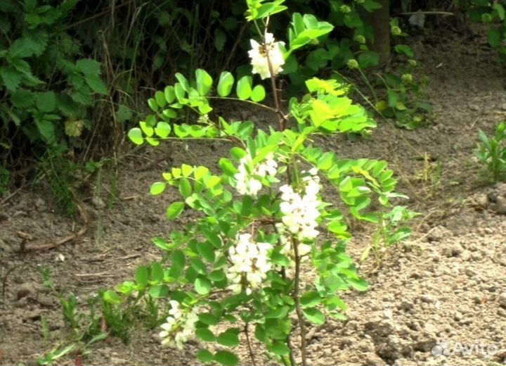 Белая акация саженцы