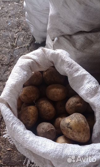 Продам картофель