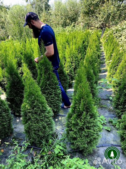 Туя Смарагд для живой изгороди