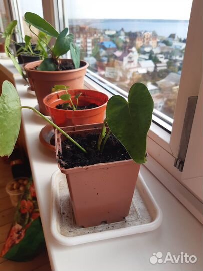 Цветок мужское счастье