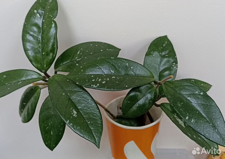 Хойя Карноза