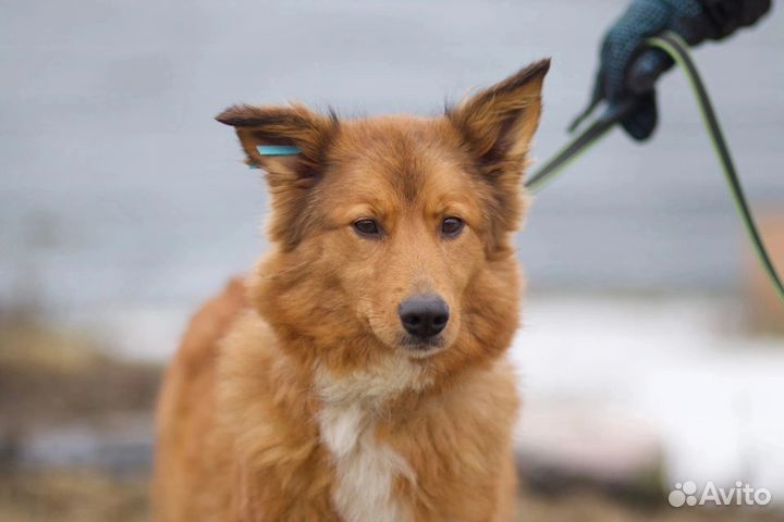 В добрые руки