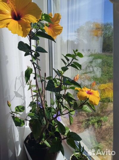 Гибискус китайская роза