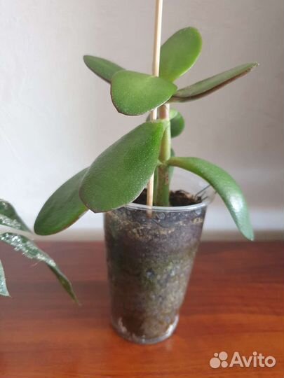 Красула толстянка