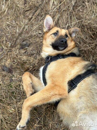 Подросток Бублик грустит в приюте