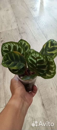 Калатея зебрина, макоя