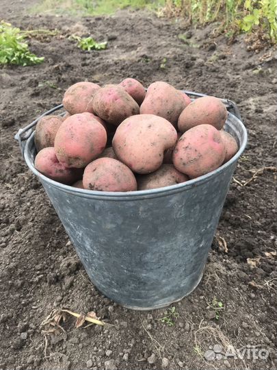 Продам картофель