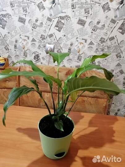 Спатифиллум