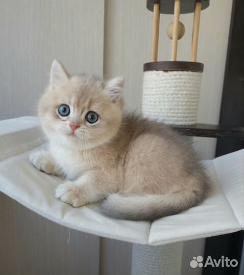 Элитные британские котята из питомника