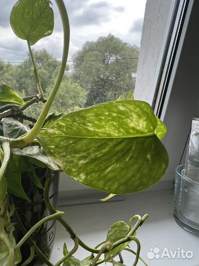 Монстера, традесканция, эпипермнум, спатифиллум