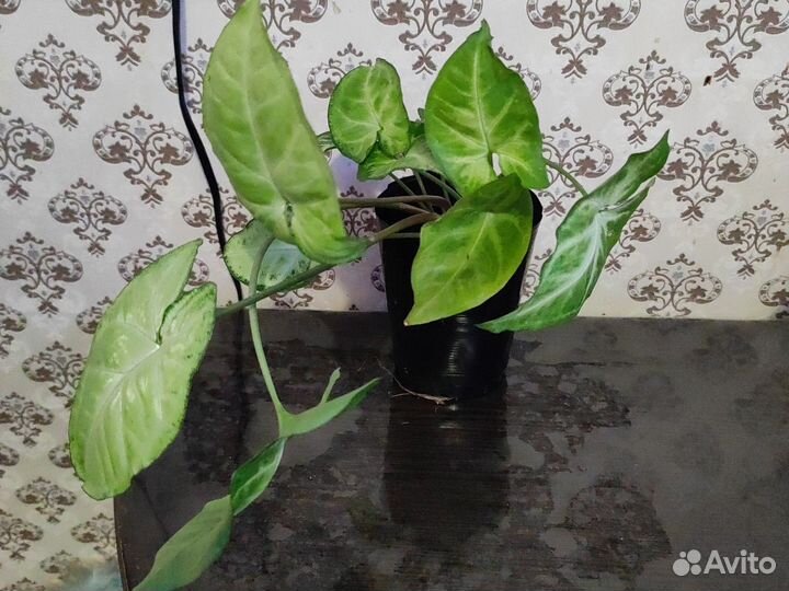 Сансевиерия