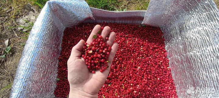 Брусника в наличии