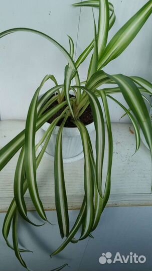 Комнатные растения - отличный подарок