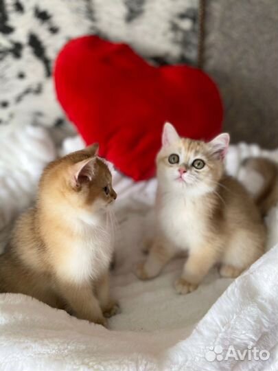 Котята золотой британской шиншиллы