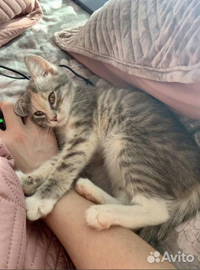 Котенок Дынька (девочка, 3 месяца)
