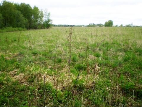 Участок 32 сот. (ИЖС)