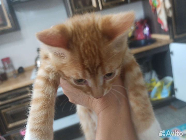 Котенок мальчик 2,5 мес