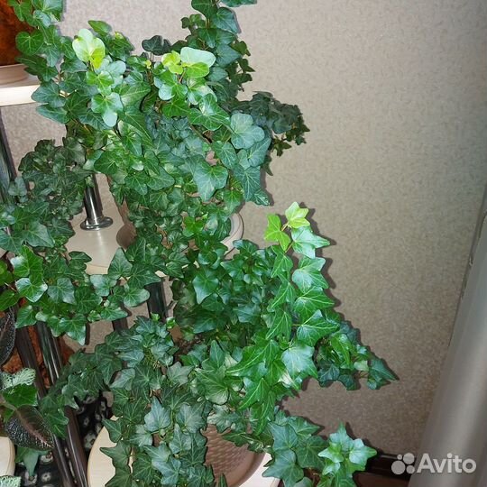 Комнатные растения