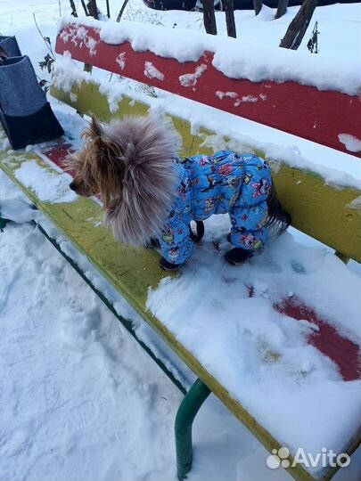 Одежда для собак в наличии и под заказ