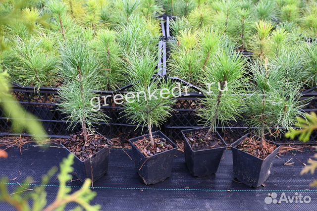 Саженцы Кедр Сибирский 20см зкс
