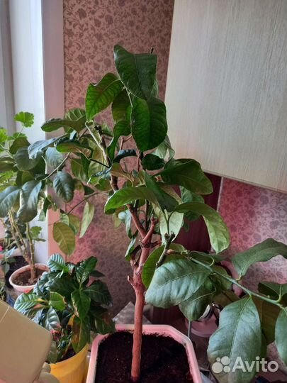 Цветы разные