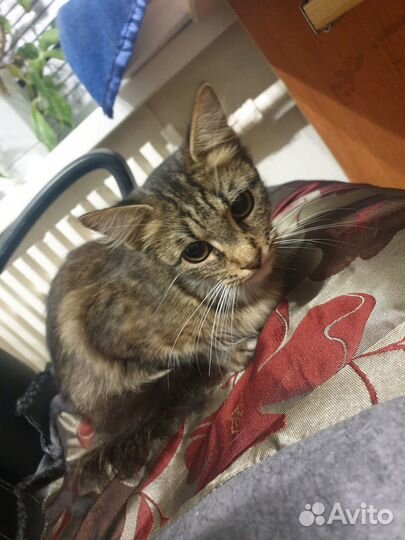 Нужен дом или передержка