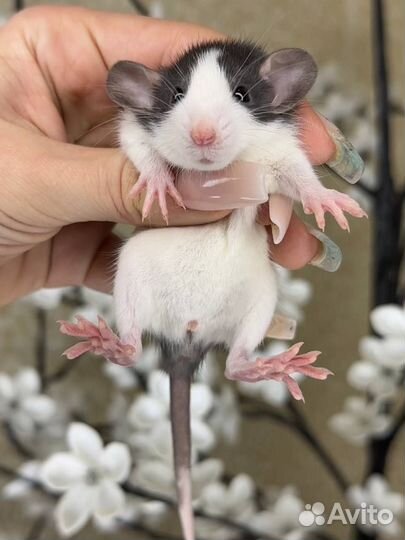 Дамбо крысы, крысята, крыса. Питомник