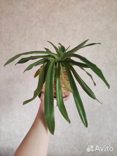 Орхидея башмачок пафиопедилум Лианнум