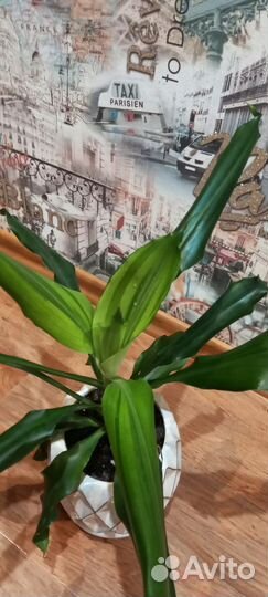 Драцена фрагранс