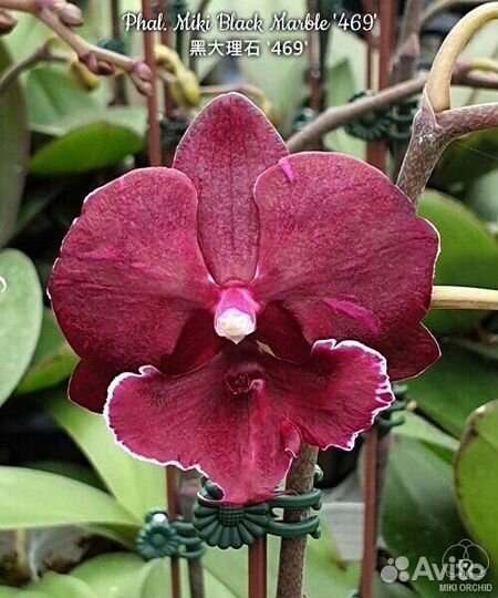 Орхидеи биг липы