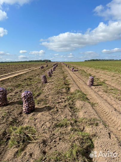 Картофель колумбия