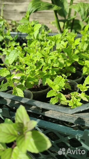 Мята сортовая коллекционная пряные травы