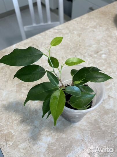 Фикус комнатная мята