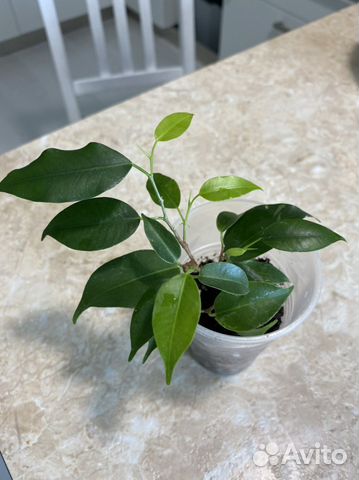 Фикус комнатная мята