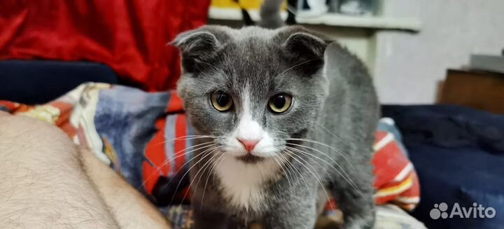 Вязка кота
