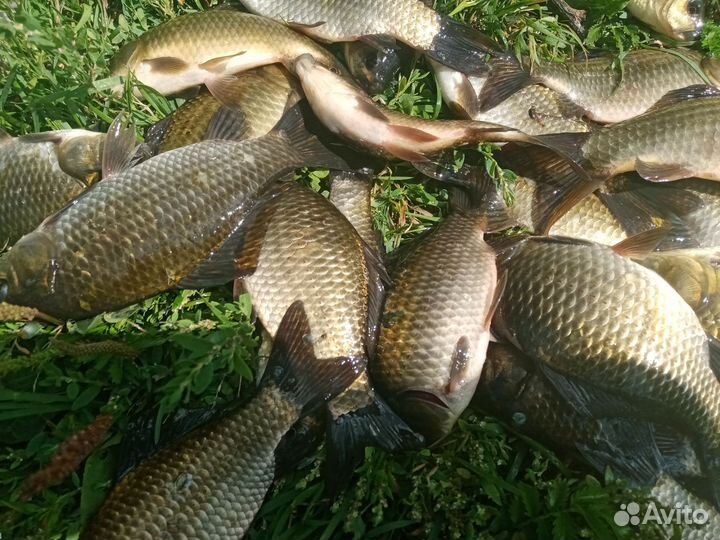 Научу ловить рыбу