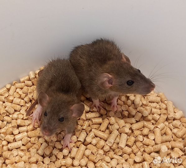Крысята(девочки)дамбо и со стандартными ушками