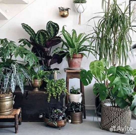 Комнатные растения
