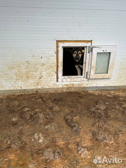 Щенки от небольшой собаки 3 мес