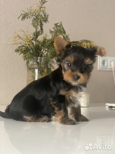 Продам щенка(мальчик )