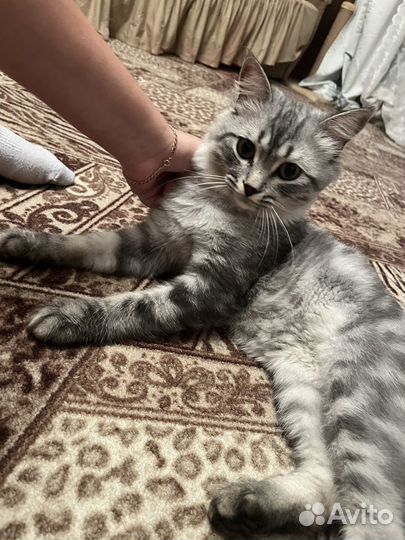 Британец+ майн куна